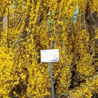 Forsythia in full bloom