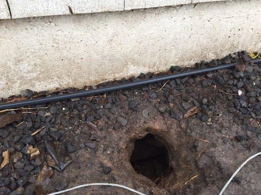 Skunk hole dug underneath foundation