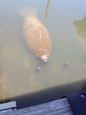 Manatee that swam up to us at the marina