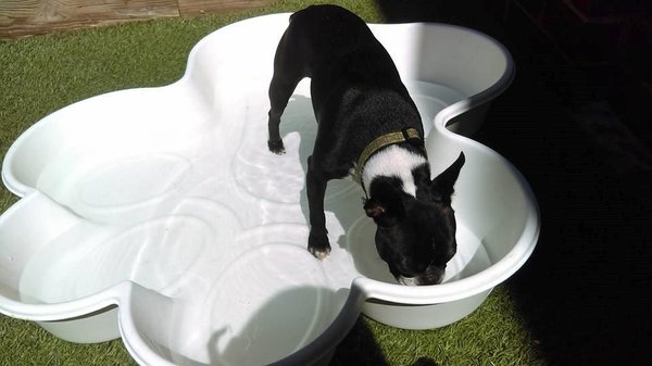 Pools are fun in the summer!