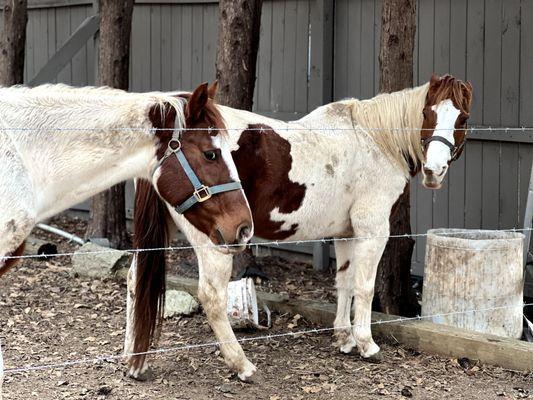 Ace and  Gypsy a duo