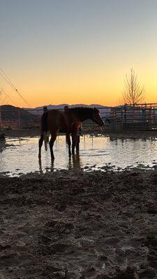 Shamrock T Ranch