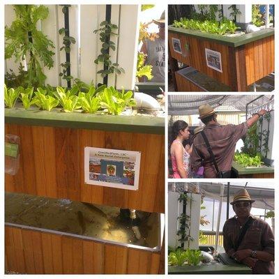 Aquaponics in a 15 Sq. Ft space During State Fair Sacramento, Ca. By Ecobro