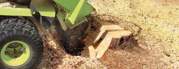 Trio Tree Stump Grinding