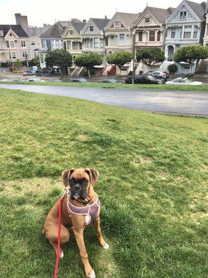 This is Penny, my Boxer puppy.  She loves Alamo Square.