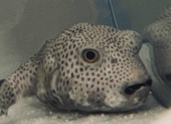 Starry Puffer (Arothron stellatus)