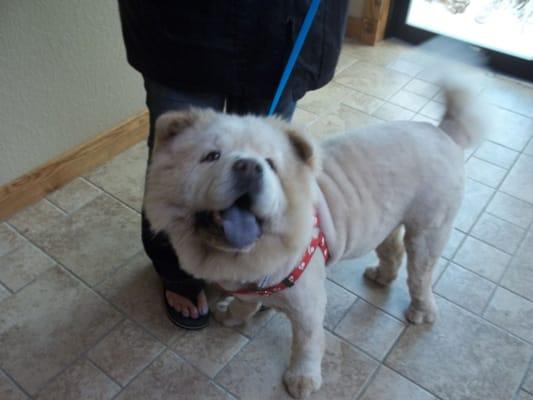 Hi, my name is Bru. I'm a chow. I love a good hair cut at Doggie Spa on a hot summer day.