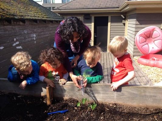 gardening with our scientist teacher, Maestra Nicolet