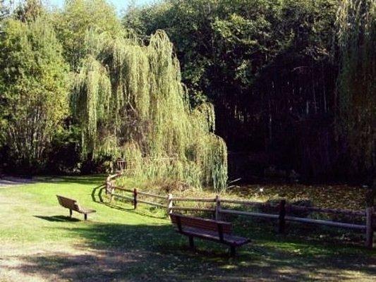 Weeping willow in Anna Smith Childrens Park.