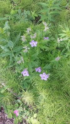 Blue geranium