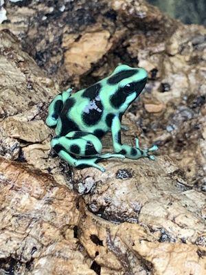 Poison Dart Frogs available!