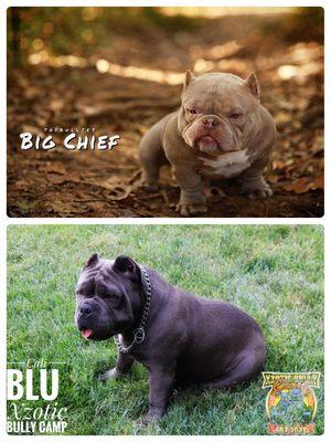 Welcome to Dogs R Us LLC where we strive to breed the best Bullies & Frenchies! We will be dealing with more breeds in the near future!!