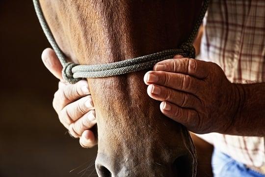 THE TACK ROOM