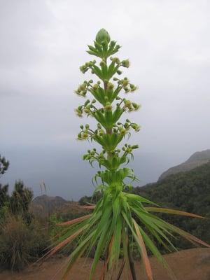 Kauai Eco Tours