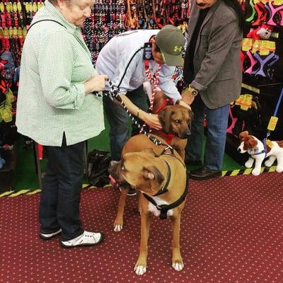 Even the biggest pups get big love at Paw Pals!