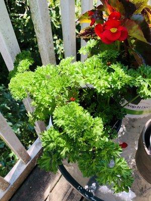 Curly parsley