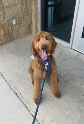 After his groom! (This is a doodle teddy bear / puppy cut)