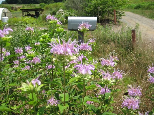 Monarda fistulosum