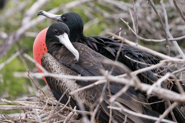 Galapagos: Frigates nesting