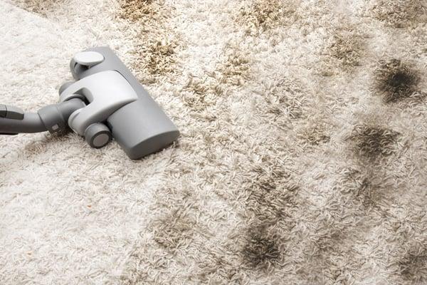 Nothing makes your home feel new and comfortable like a freshly cleaned carpet!