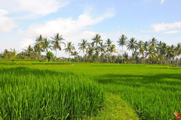 On Location, Bali