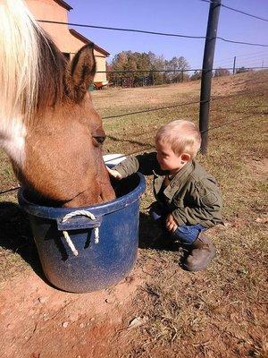 horse training