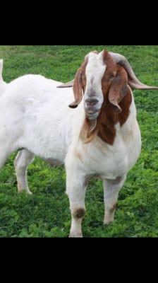 Cut goat