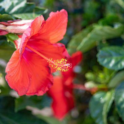 Red Hibiscus bloom.