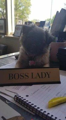 Boss Lady, Pet Friendly