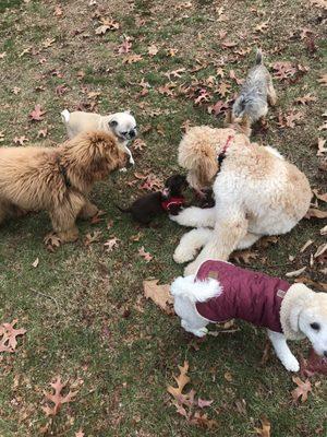 Buddy, Poochie, Tom, Austin, Chloe, & Mr.Charlie