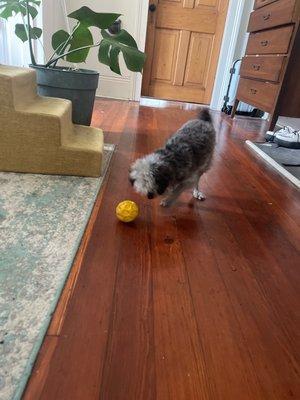 Today with his kibble puzzle ball, lookin all svelte