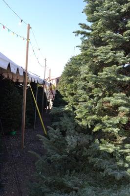 valley View Christmas Tree tent