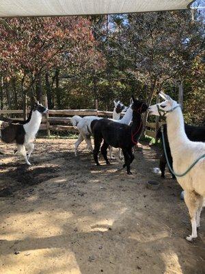 Smoky Mountain Llama Treks