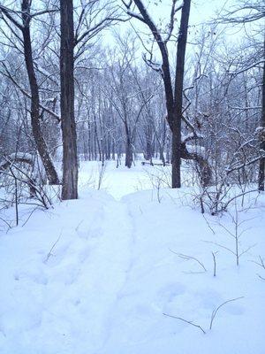 View from the back of the cabin leading down to the river.