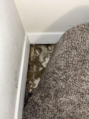 mold underneath carpet