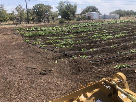 Pumpkins, squash, peas, green beans, okra, spinach, Swiss chard growing! #Killeenfarmersmarket