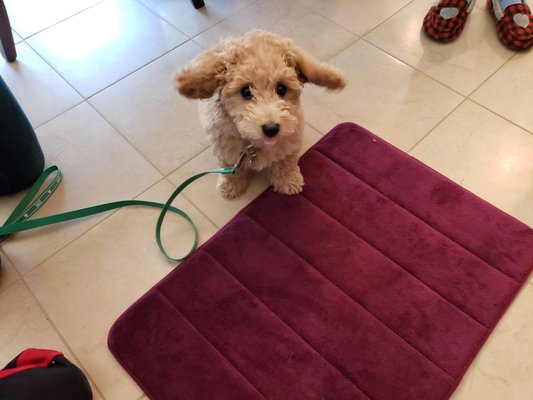 Lucky, a Mini Labradoodle, enjoying her private lesson.