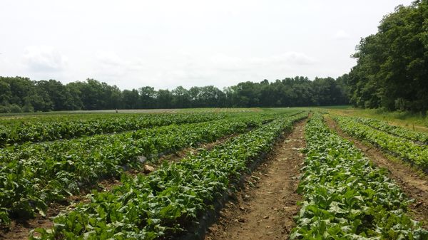 Acres and acres of Conscientiously Grown fruit, veggies and plants!