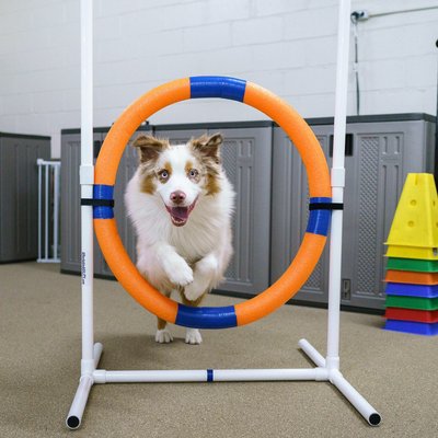 Agility Class at Beasty Feast 327 west 14th street