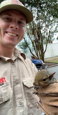 Squirrel rescued from attic.