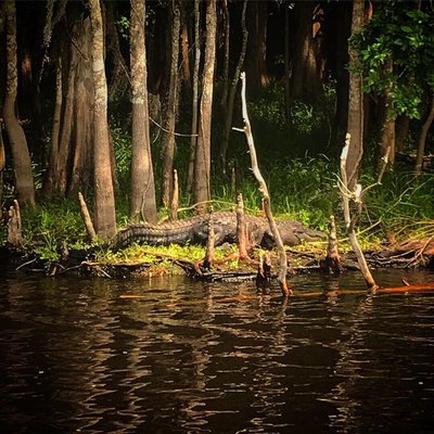 Large gator chilling.