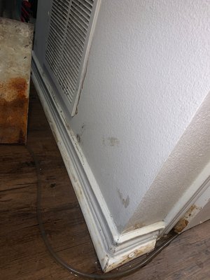 Mold growing on Sheetrock.