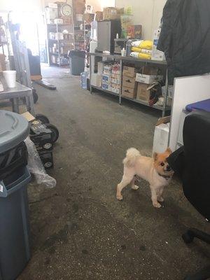 Dogs in a produce shop..interesting