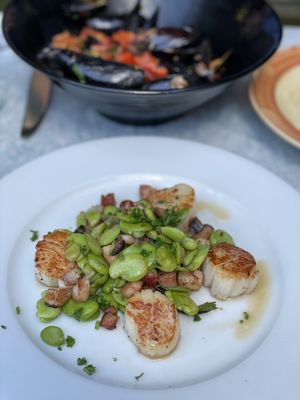 Cappasante Con Pancetta E Fave Scallops.