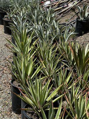 Different species of agaves