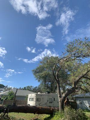 A slash pine - post removal