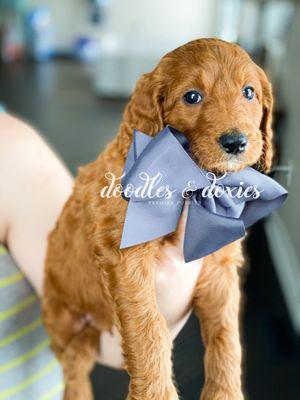 Doodles and Doxies