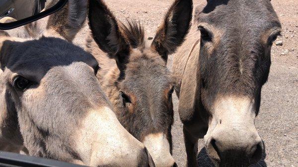 Wild Burros right outside the gate of Black Meadow