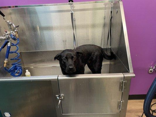 Brooks in the Bath!