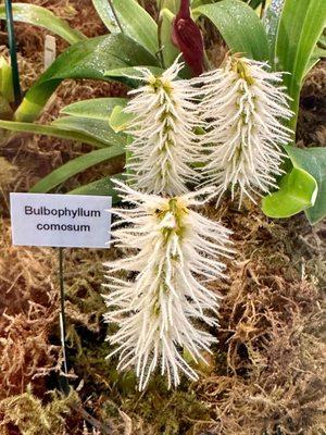 Unique and fungal-looking Bulbophyllum comosum